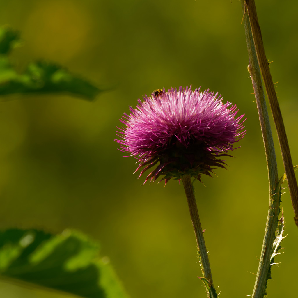 thistle  by rminer