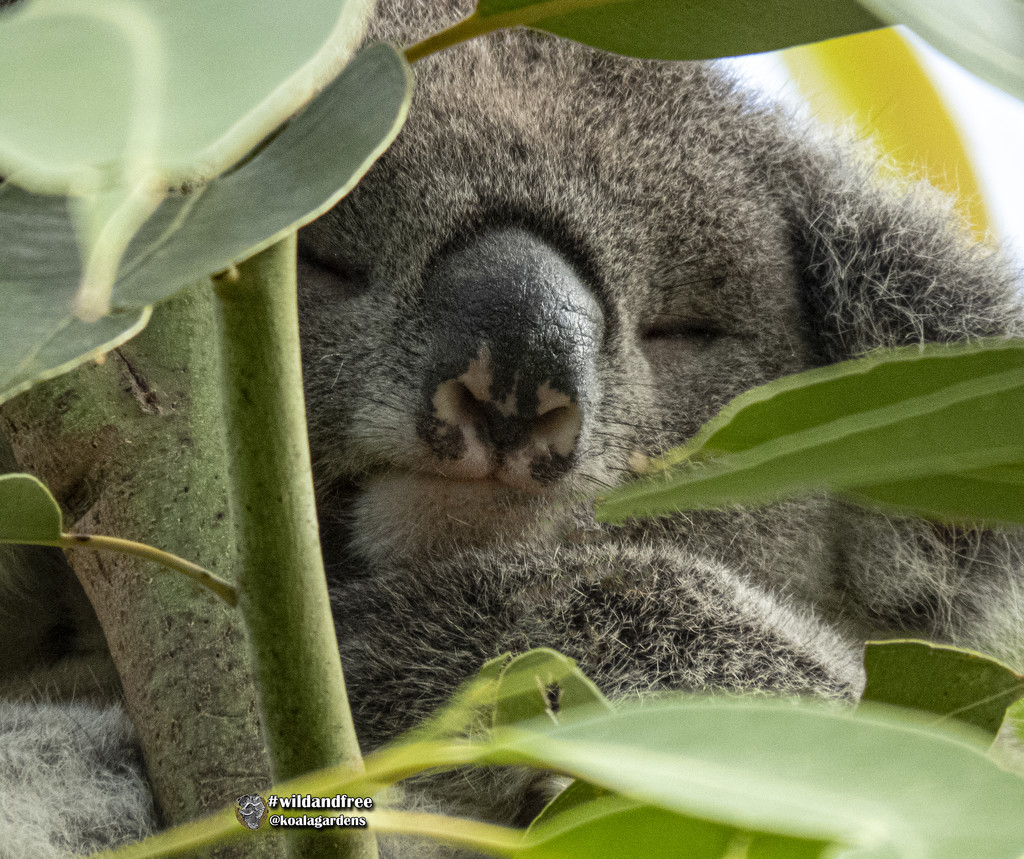 the sweetness of a sleeping baby by koalagardens
