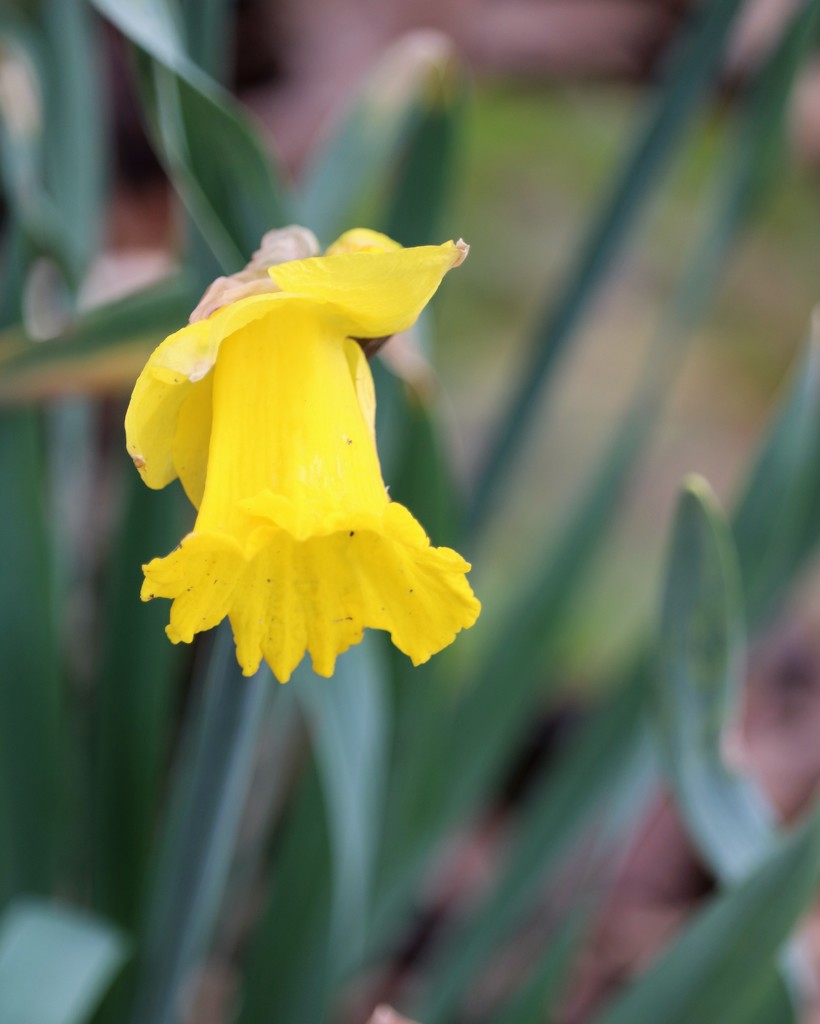 March 18: Daffodil by daisymiller