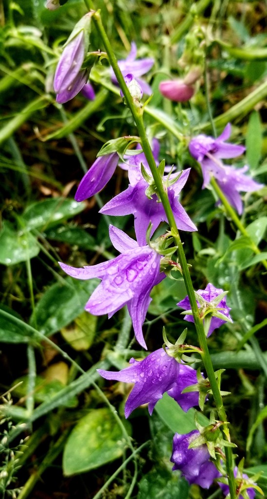 Bellflowers After The Storm by meotzi