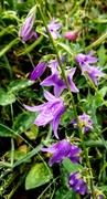 18th Jul 2020 - Bellflowers After The Storm