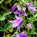 Bellflowers After The Storm by meotzi