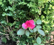 19th Jul 2020 - One Small Rose