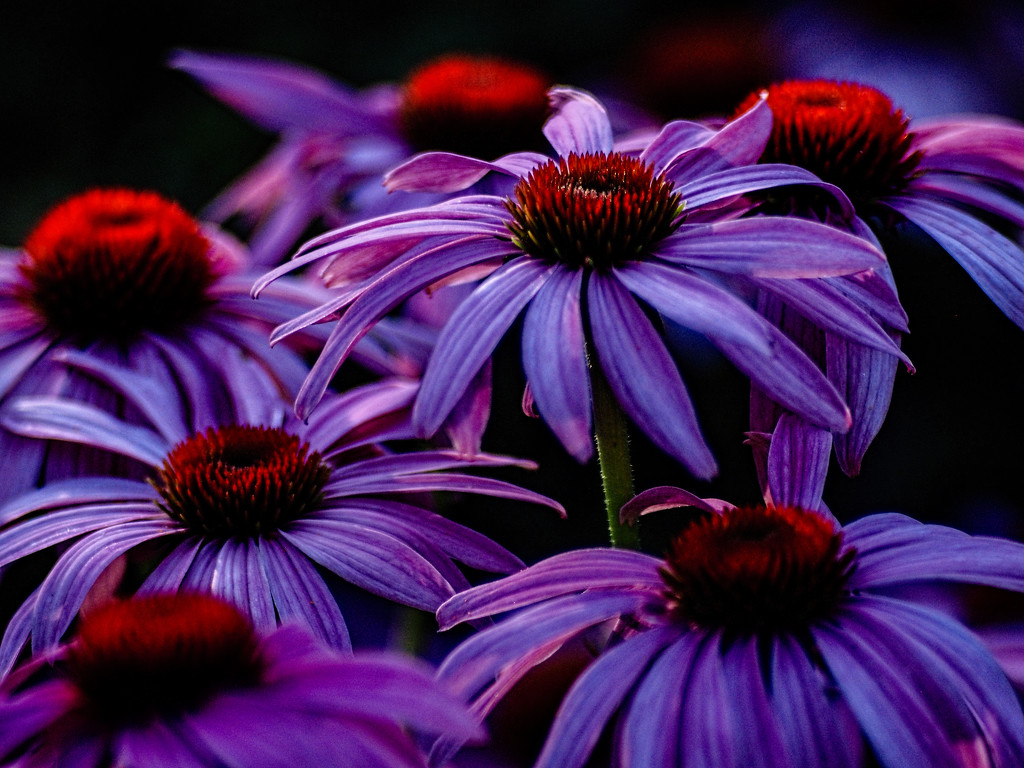Coneflowers by tosee
