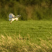 Barn Owl by shepherdmanswife