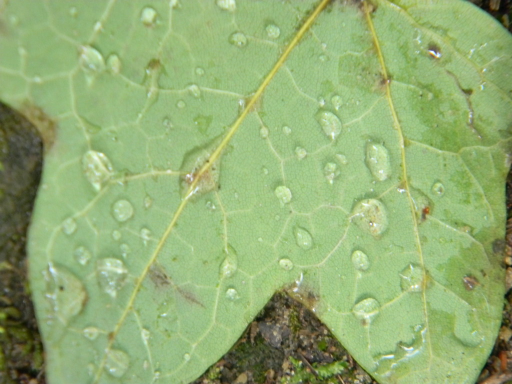Maple Leaf with Raindrops by sfeldphotos