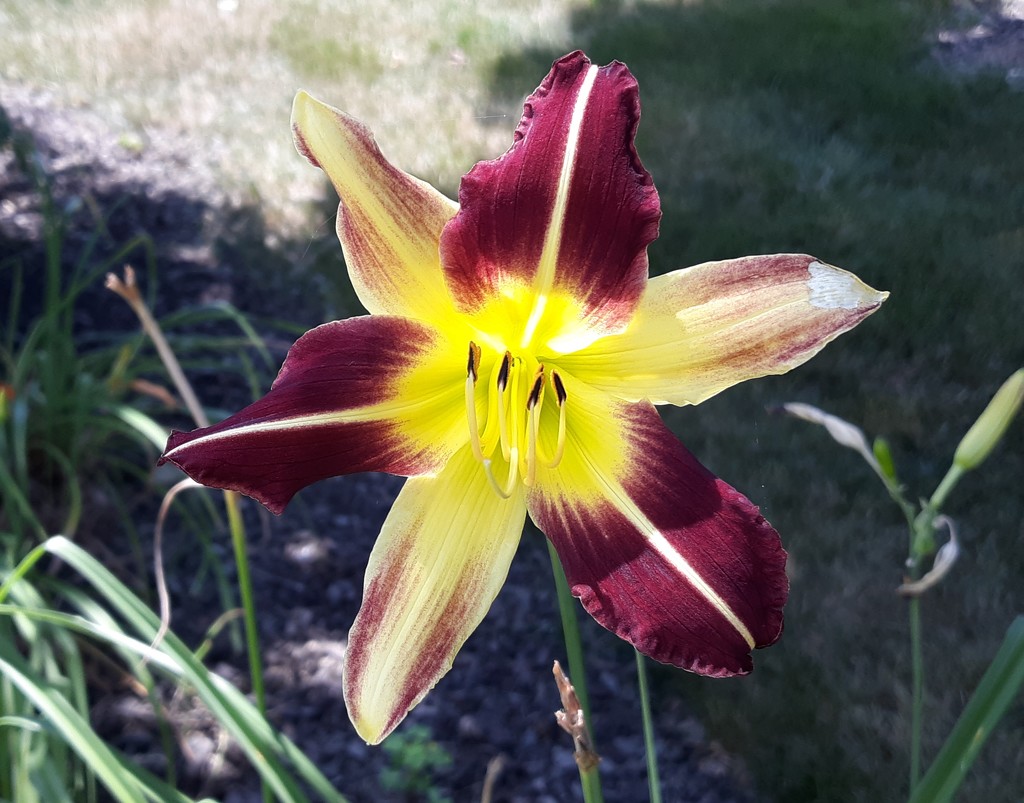 Lily by julie