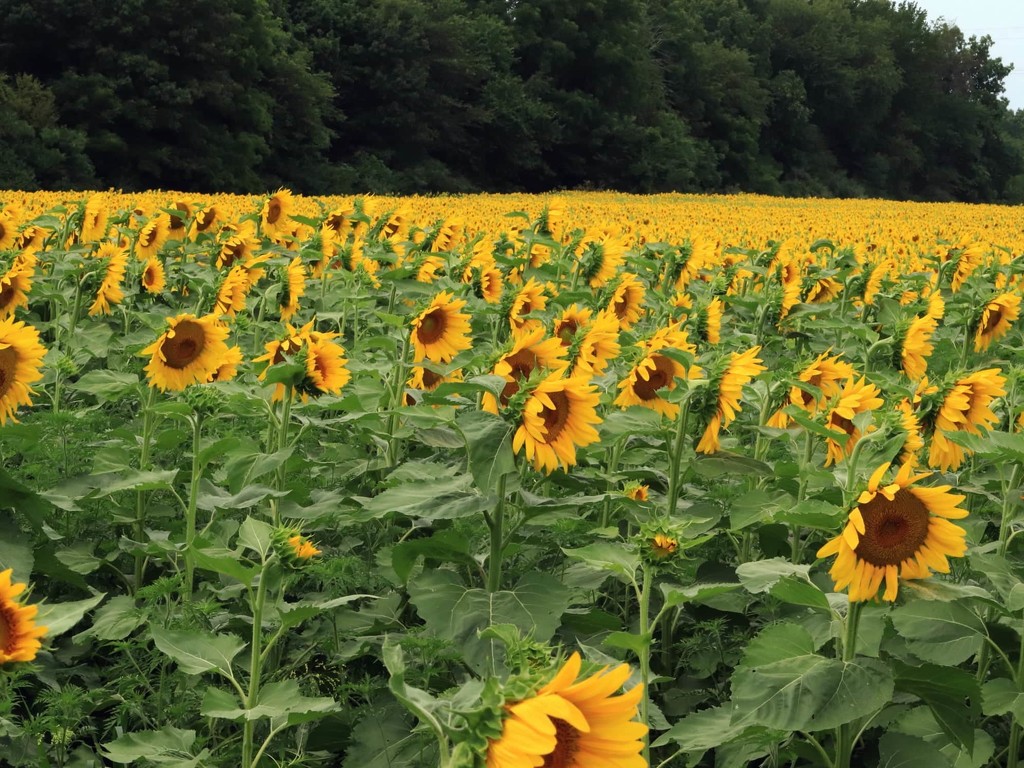 Sunflower Field by randy23