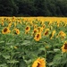 Sunflower Field by randy23