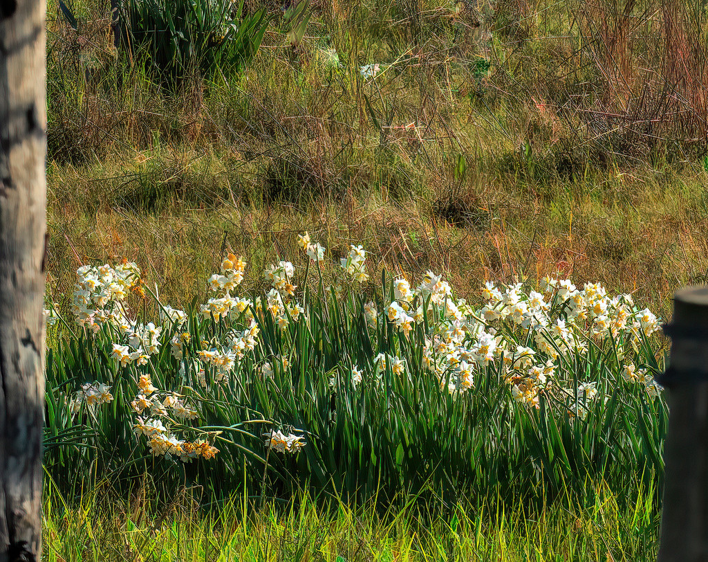 Daffodils gone wild by ludwigsdiana