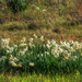 Daffodils gone wild by ludwigsdiana