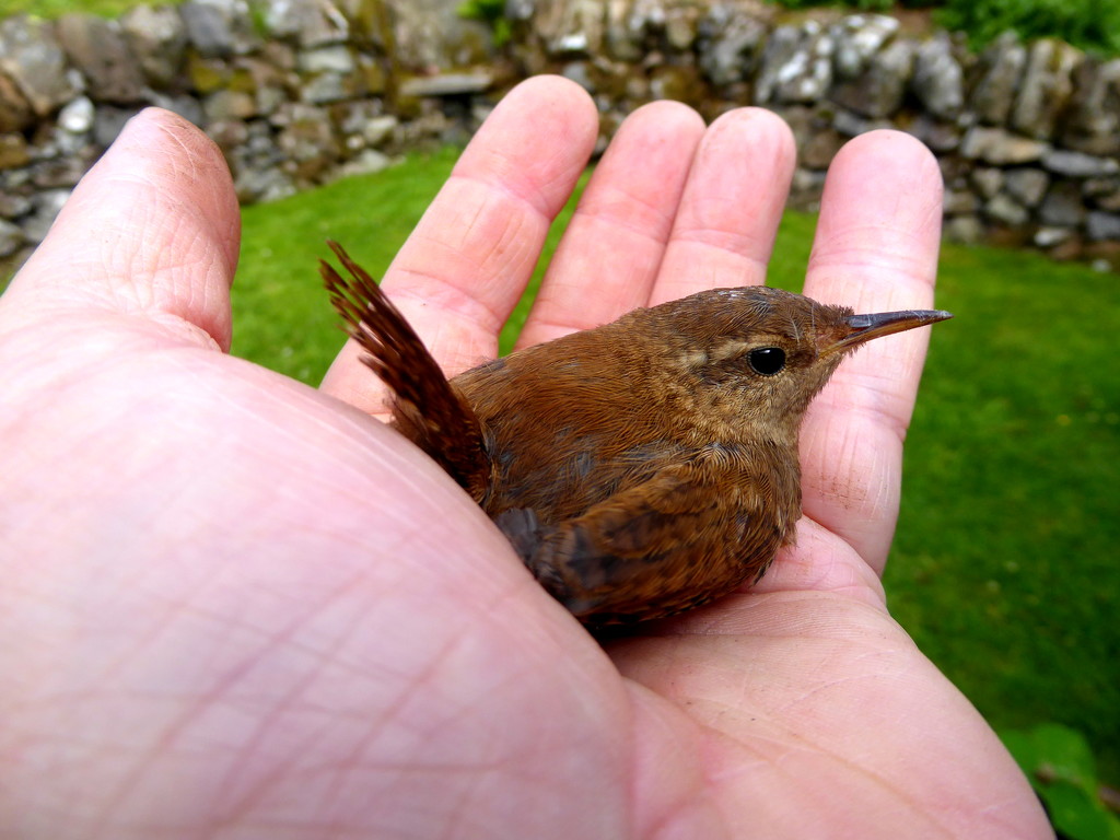 A Wren in the hand by steveandkerry