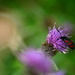 Burnet day time moth ......... by ziggy77