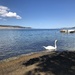 Swan Sea by cherrymartina