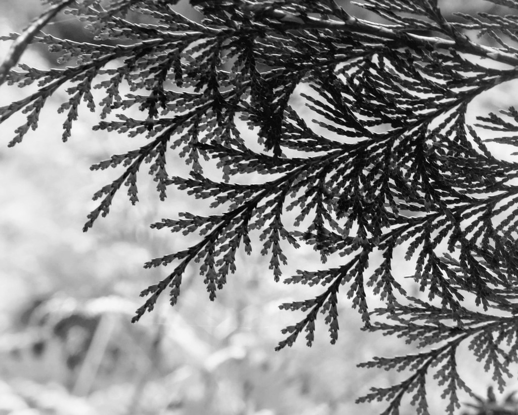 Abstract Fronds B&W by 4rky