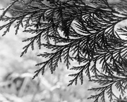 19th Jul 2020 - Abstract Fronds B&W