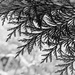 Abstract Fronds B&W by 4rky