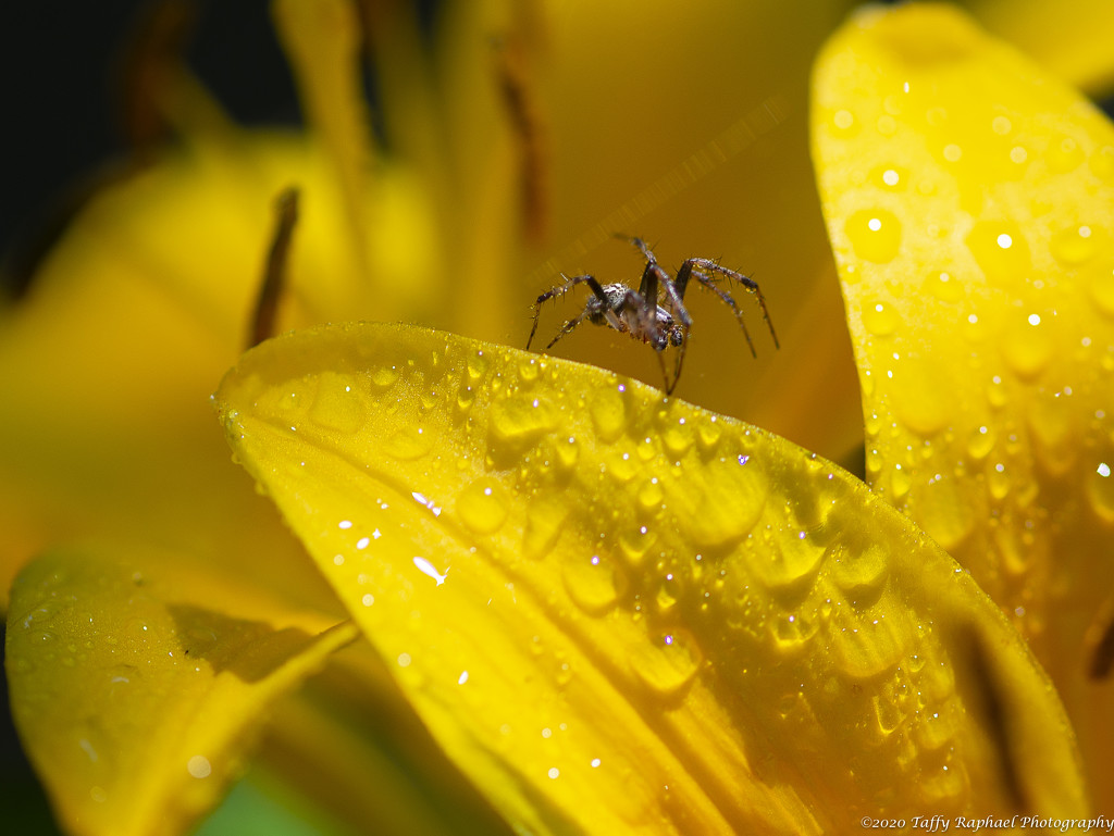 Spider Dances After the Rain by taffy