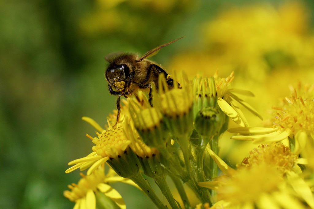 RAGWORT AND BEE by markp