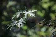 19th Jul 2020 - Maple leaves