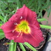 A small version of a daylily by bruni