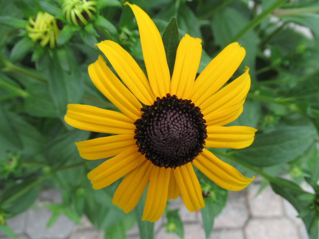 The very first Brown Eyed Susan by bruni