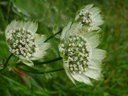 10th Jul 2020 - Astrantia 