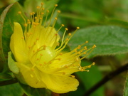 1st Jul 2020 - Hypericum 