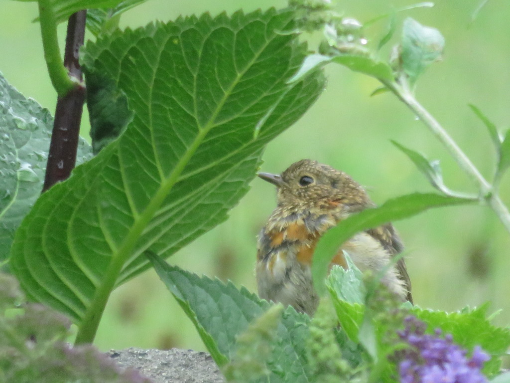 Young Robin  by countrylassie