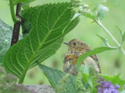 3rd Jul 2020 - Young Robin 