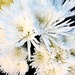 White Star Flowers by yogiw