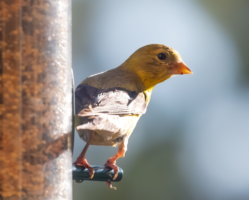 Goldfinch  by nicoleweg