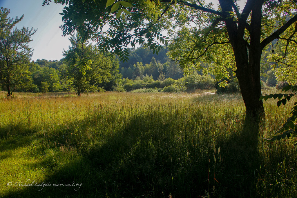 Neighbor's Field by michael_ludgate