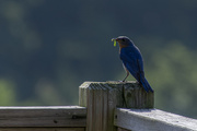 18th Jul 2020 - Green Breakfast for a Blue Bird