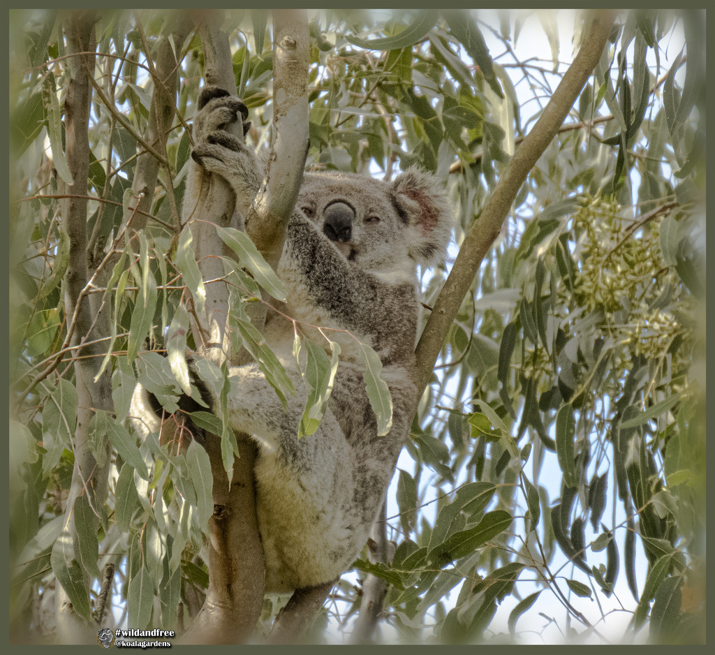 Meet Matilda by koalagardens