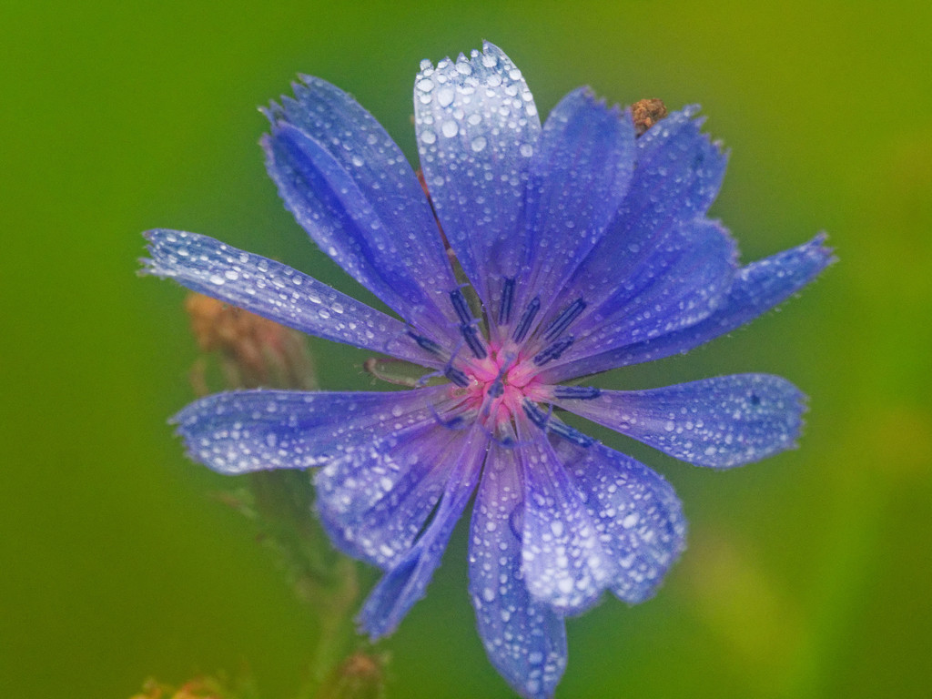 chicory in the rain by rminer