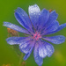 chicory in the rain by rminer