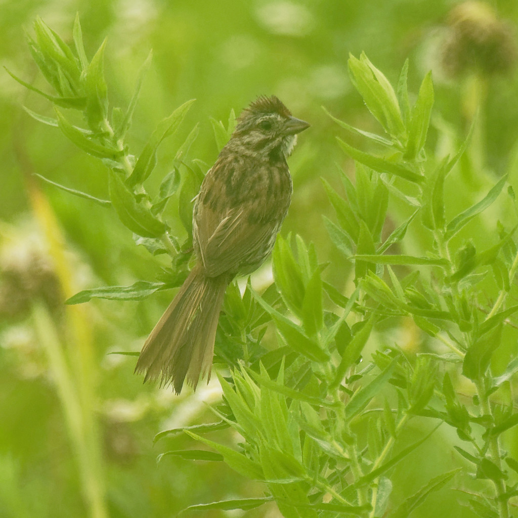 song sparrow in the rain  by rminer