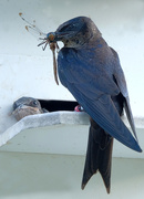 19th Jul 2020 - Home Delivery by a Grub-Swallow