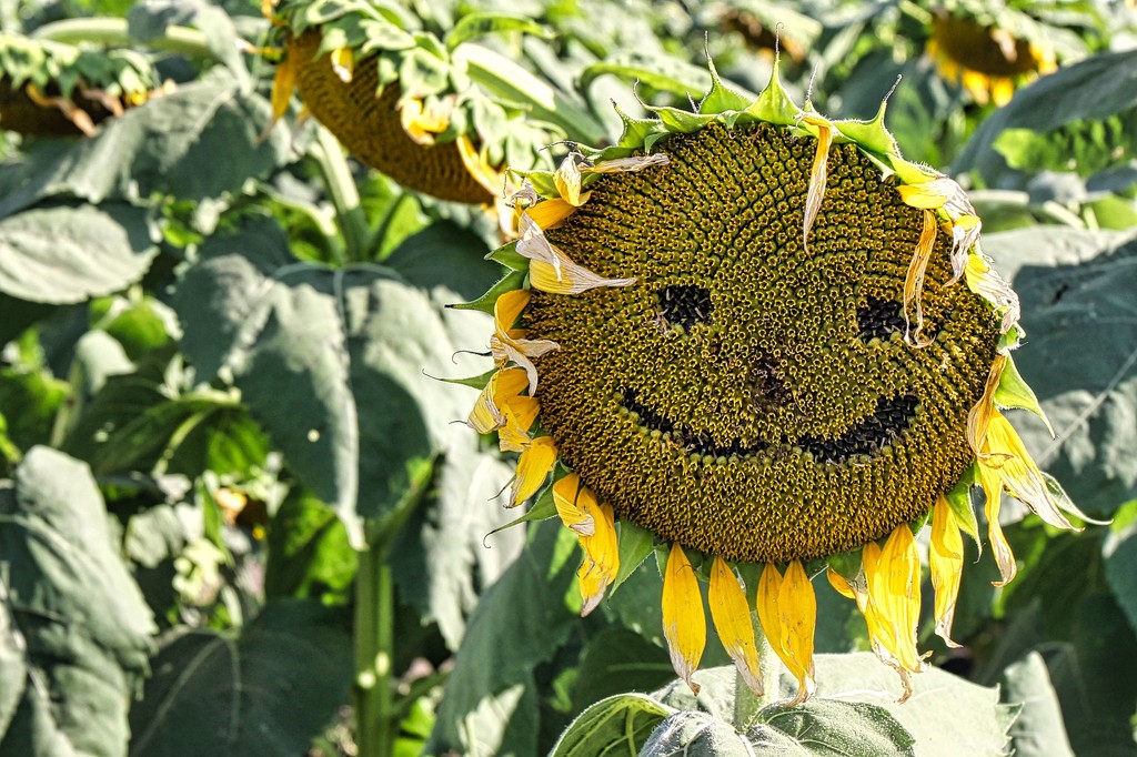 Smiling Sunflower by judyc57