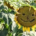 Smiling Sunflower by judyc57
