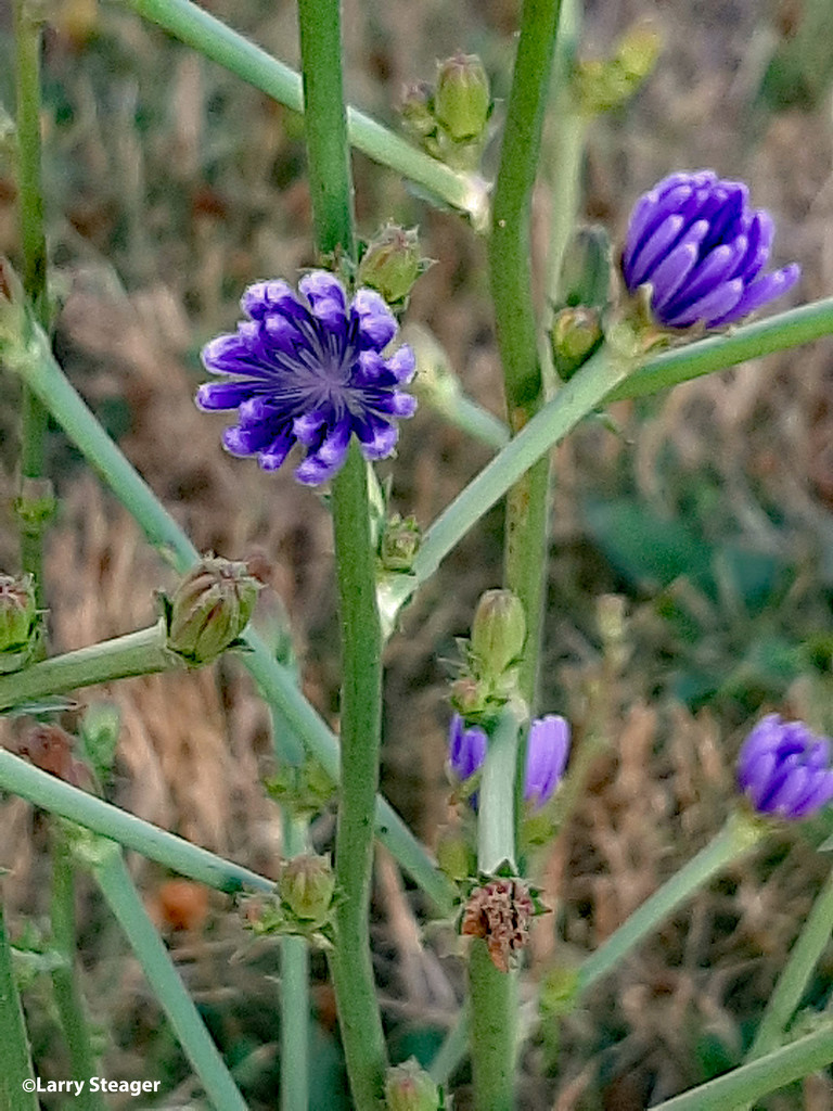 Wild flower by larrysphotos