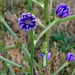 Wild flower by larrysphotos