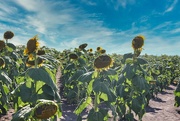 17th Jul 2020 - Sunflower Field
