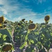 Sunflower Field by judyc57