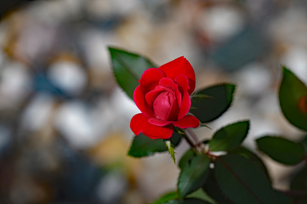 Another red rose by larrysphotos