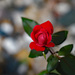 Another red rose by larrysphotos