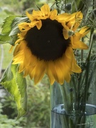 29th Jun 2020 - Sunflower