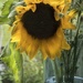 Sunflower by helenhall
