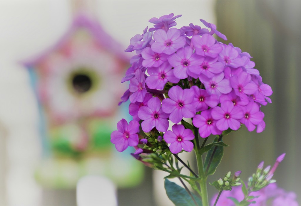 Our Phlox Are Blooming by lynnz